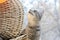 A cat sits near mushroom wicker baskets