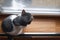 A cat sits near window and curiously looks at rain outside window