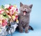 The cat sits next to a basket with flowers