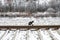 The cat sits on the railway. Winter, a beautiful forest. Background.