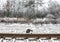 The cat sits on the railway. Winter, a beautiful forest. Background.