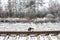 The cat sits on the railway. Winter, a beautiful forest. Background.