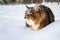 Cat on sits on snow