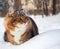 Cat on sits on snow