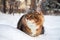 Cat on sits on snow