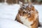 Cat on sits on snow