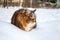 Cat on sits on snow