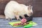 A cat sits on a table and sniffs a sliced smoked sausage.