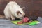 A cat sits on a table and sniffs a sliced smoked sausage.