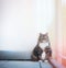 Cat sits at white wall and looking at the camera. Cat on a balcony