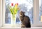 The cat sits on the window on a winter day and looks out the window. There are tulips on the windowsill