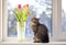 The cat sits on the window on a winter day and looks out the window. There are tulips on the windowsill