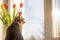 The cat sits on the window on a winter day and looks out the window. There are tulips on the windowsill