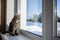 The cat sits on the window on a winter day and looks out the window. There are tulips on the windowsill