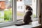 Cat sits on the windowsill near an open window, for which goes rain