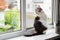 Cat sits on the windowsill near an open window, for which goes rain