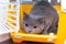 The cat is sitting in an animal carrier . Pet. Transportation of animals. Article about animal transportation. The safety of a pet