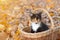 Cat sitting in a basket and autumn leaves . A young colored cat. Autumn leave. Cat in the basket. Walking a pet. Article about