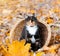 Cat sitting in a basket and autumn leaves . A young colored cat. Autumn leave. Cat in the basket. Walking a pet. Article about