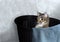 The cat is sitting in a brown Laundry basket with a blue towel. Cute kitten with yellow eyes.