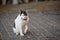 Cat sitting on carpet stone