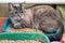 Cat sitting on a cat litter and looking to the side