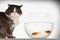 Cat sitting by fishbowl containing two goldfish