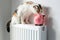 Cat sitting on a hot radiator in a house next to a piggy bank, Concept of rising apartment heating prices in the winter season,