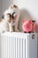 Cat sitting on a hot radiator in a house next to a piggy bank, Concept of rising apartment heating prices in the winter season,