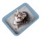 Cat sitting in litter box isolated top view