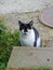 Cat sitting next to a concrete step