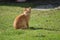 Cat sitting and observing in the garden