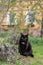 Cat is sitting outdoor - portrait