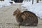 Cat sitting outdoor on sidewalk in winter