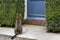 Cat sitting outside door of a home