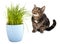 Cat sitting by a plant