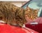 Cat sitting on a red motor hood