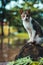 cat sitting on a rock, like looking at something