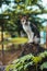 cat sitting on a rock, like looking at something