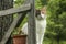 Cat sitting on rustic porch