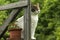 Cat sitting on rustic porch