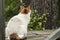 Cat sitting on rustic porch