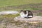 Cat sitting on sewer manhole, stock photo
