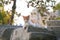 A cat sitting on the stones of a roman ruin