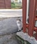 Cat sitting on a street rural streetscape