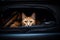 Cat sitting trunk car eyes. Generate Ai