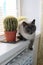 Cat sitting on a window near the cactus