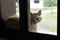 Cat sitting on a window sill