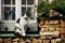 Cat sitting on a window sill. Traditional architecture in Sankt Gilgen, the picturesque village by the Wolfgangsee Lake.