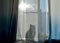 The cat is sitting on the windowsill and through the curtain you can see his shadow, a silhouette. Bright sunny day outside the